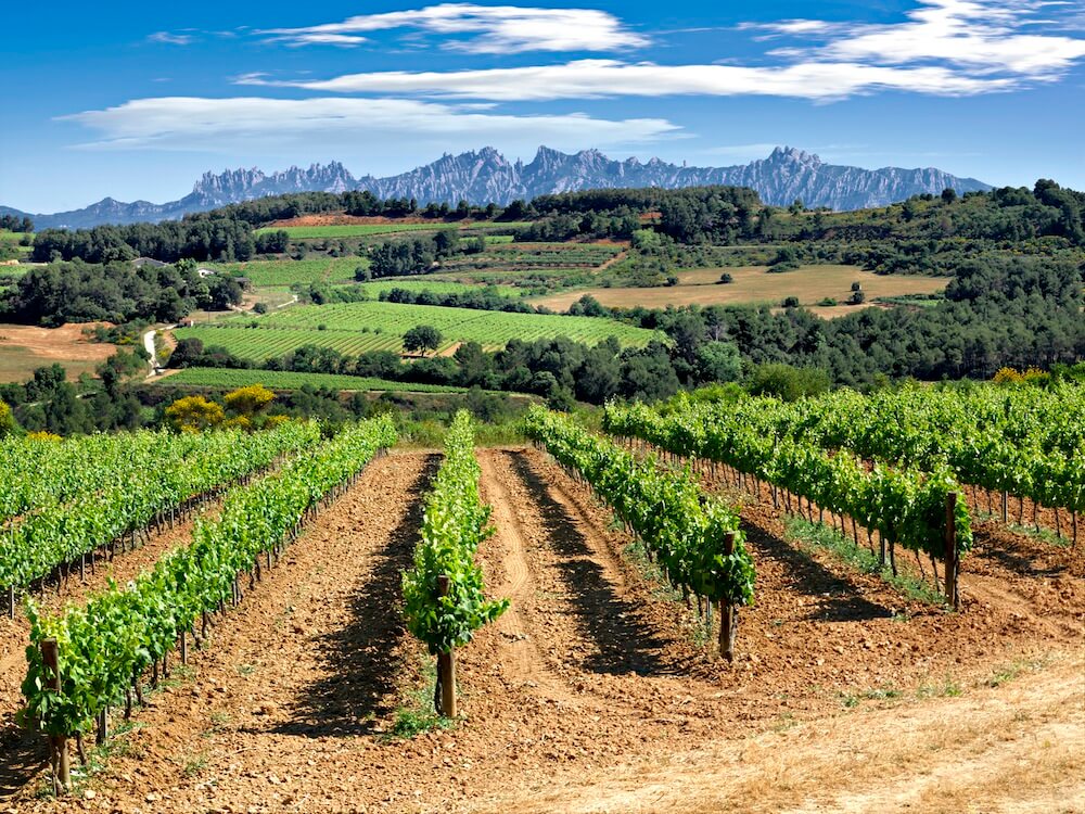 Vineyards at the feet of Montserrat