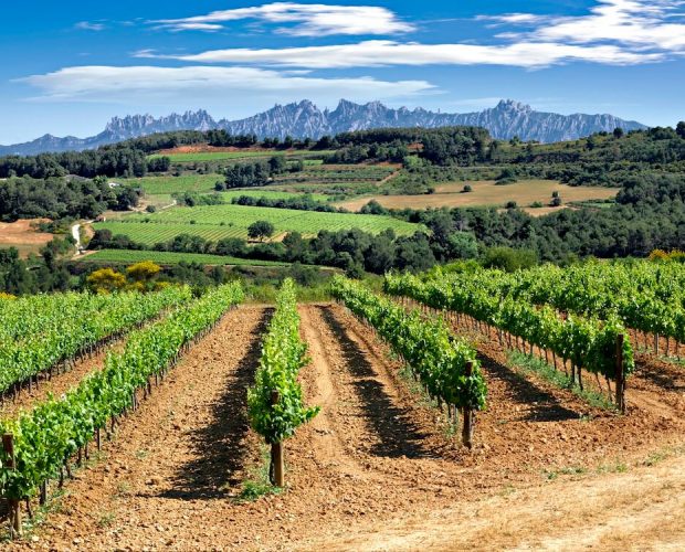 Vineyards at the feet of Montserrat